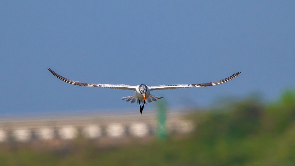 Caspian Tern